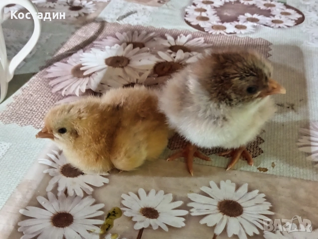 Пиленца катунска червена и сребърна линия , снимка 3 - Кокошки и пуйки - 53363742