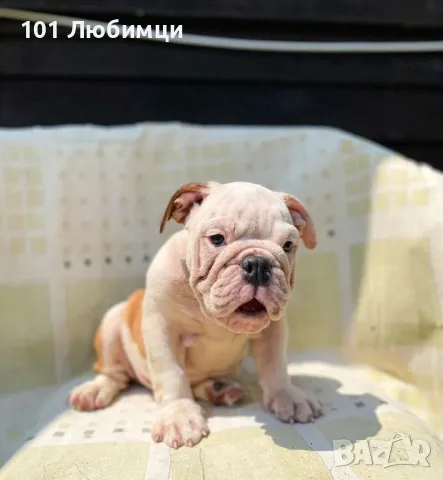 Английски булдог, снимка 4 - Английски булдог - 47462691