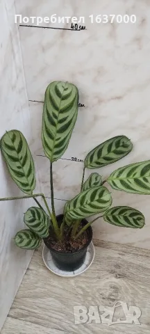 Ктенанте Burle marxii 