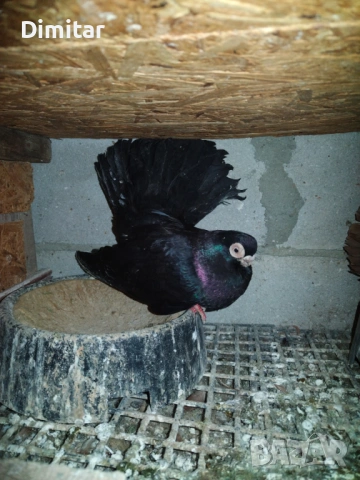 Работна двойка, снимка 2 - Гълъби - 53295561