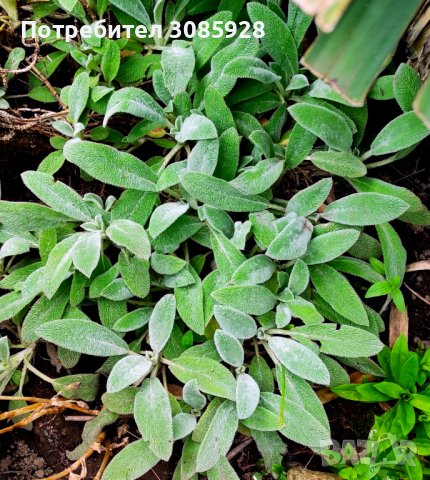 Стахис, Заешки уши-Stachys byzantina, снимка 2 - Градински цветя и растения - 41080947