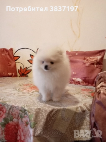 6 мъжки и 1 женско, снимка 7 - Померан - 52996319