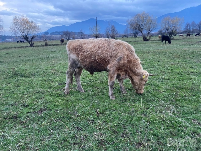 Телета и бикове, снимка 3 - Крави - 44952380