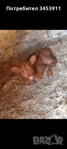 Женски Абърдийн 