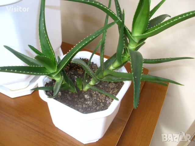 фотоапарат BenQ DC C1035 - 10.2 МРх, снимка 12 - Фотоапарати - 52805808