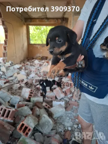Подарявам уникални сладури.Майката е ловджийска порода.Няма да станат големи ., снимка 6 - Други - 55989316