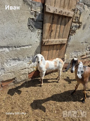 Продавам англонубийски ярета, снимка 7 - Кози - 55802171