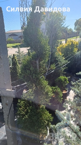 Лейландски кипарис щам топка, пон пон, спирала, снимка 14 - Градински цветя и растения - 52501247