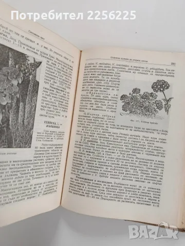 Цветарство 1957г - Гена Папазова - Антонова, снимка 9 - Специализирана литература - 56271495