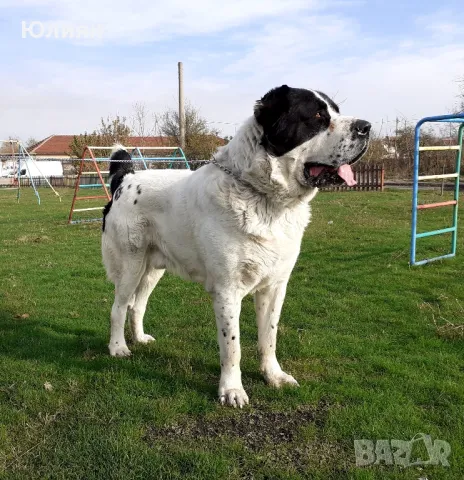Продавам САО- Алабай, снимка 9 - Алабай - 49557113