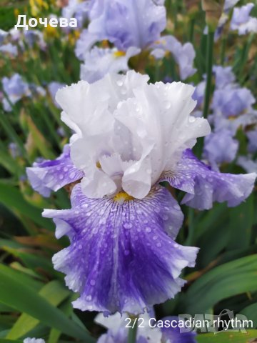 ризоми от сортови брадати ириси, снимка 13 - Градински цветя и растения - 41372392