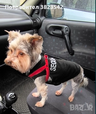 Йоркширски териер /бивер/