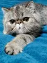 Екзотично късокосместо женско коте 🐈, снимка 1