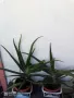 ЖЪЛТА КЛИВИЯ, АЛОЕ ARBORESCENS И АЛОЕ BARBADENSIS., снимка 10