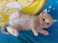 Сибирче, сибирска котка, сибирски котенца, сибирско коте, хипоалергично, момче крем, снимка 5