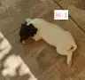 Джак Ръсел териер, снимка 3