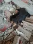 Подарявам уникални сладури.Майката е ловджийска порода.Няма да станат големи ., снимка 2