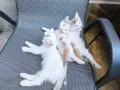 Подаряват се домашни котета , снимка 3