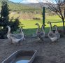 Продавам Лебедови гъски , снимка 1 - други­ - 41036928