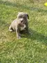 Американско були покет  American bully , снимка 5