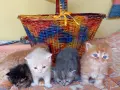 Сибирски котенца, сибирче, хипоалергично, коте, сибирска котка, снимка 2