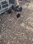 ярки ,кокошки, снимка 4