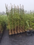 хималайски кедър , снимка 2