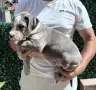Американско Були ХЛ, снимка 2