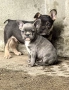 Френски Булдог/ French Bulldog, снимка 10
