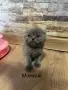 Малки пухкави котенца, снимка 4