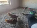 Излишни петлета Златен Зибрайт , снимка 5