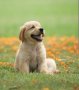 Разхождане на кучета , снимка 1 - Ветеринари и услуги - 41601565
