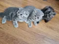Шотландски клепоухи котенца , снимка 14