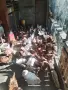 Кокошки ломан Браун на 1 година , снимка 1