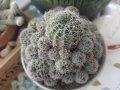 красив екзотичен кактус от Португалия в керамична саксия