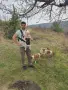 фокстериер ловно куче, снимка 7