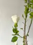Хибискус с височина 1 метър и разклонения на 4 години , снимка 4
