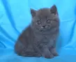 Шотландски клепоухи котенца, снимка 7