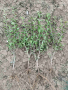 Лигуструм зелен (Ligustrum Ovalifolium)на гол корен, снимка 8