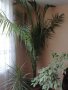 Финикова палма над 3 метра, снимка 1
