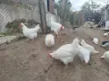 Сини яйца от бял Легбар , снимка 7