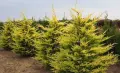 Кипарис Лейланди „Gold Rider“ (Златен ездач) Cupressocyparis leylandii ‘Gold Rider’, снимка 2