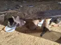 Подарявам малки котета, снимка 3