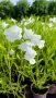 Продава се Руелия, Мексиканска петуния, Ruellia,  Mexican Petunia!!, снимка 10