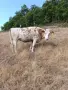 Млада Крава за клане, снимка 2