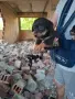 Подарявам уникални сладури.Майката е ловджийска порода.Няма да станат големи ., снимка 6