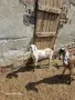 Продавам англонубийски ярета, снимка 7