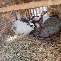 Зайци, снимка 2 - Други животни - 44157003