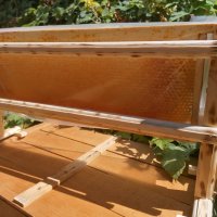 Пчелен Мед в Рамки/Пчелна пита, снимка 2 - Пчелни продукти - 33675855