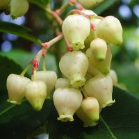 Ягодово дърво - Arbutus unedo и Arbutus unedo Rubra, снимка 2 - Стайни растения - 37512803